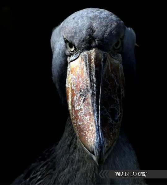 shoebill fore face
