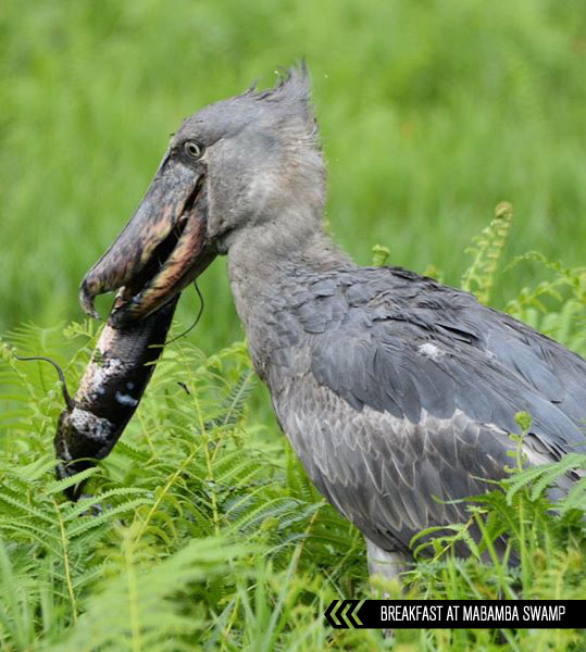 a shoebill eating a cat fish