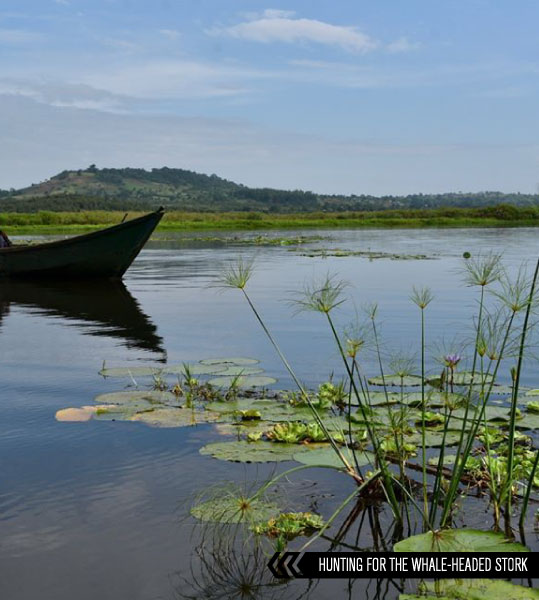 canoeing on Lake vicoria in Mabamba Bay